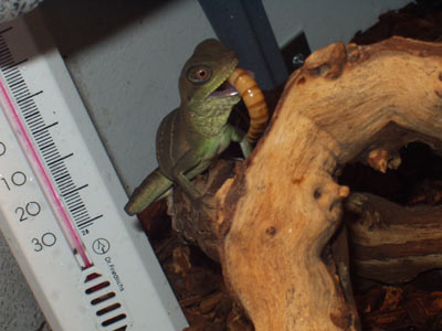 ryu eating first superworm