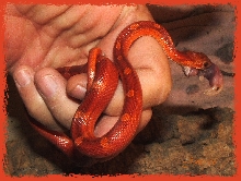Blood Red Outstanding Color