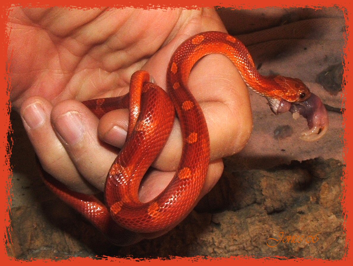 Blood Red Outstanding Color