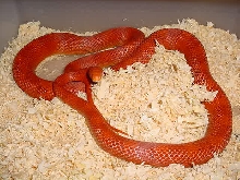 amel blood red male