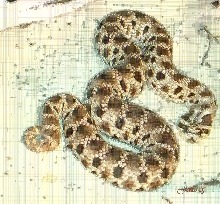 Mexican Hognose