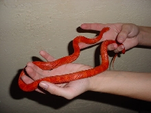 amel blood red male 03 color fusion