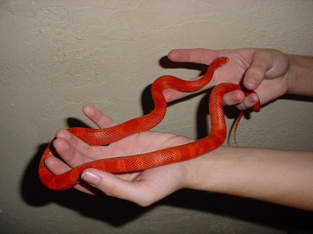 amel blood red male 03 color fusion