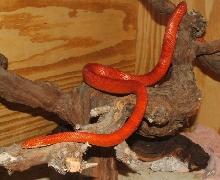 amel blood red male