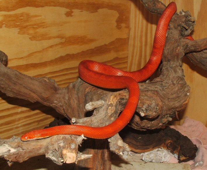 amel blood red male