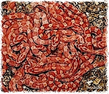Amelanistic corns Illustrated