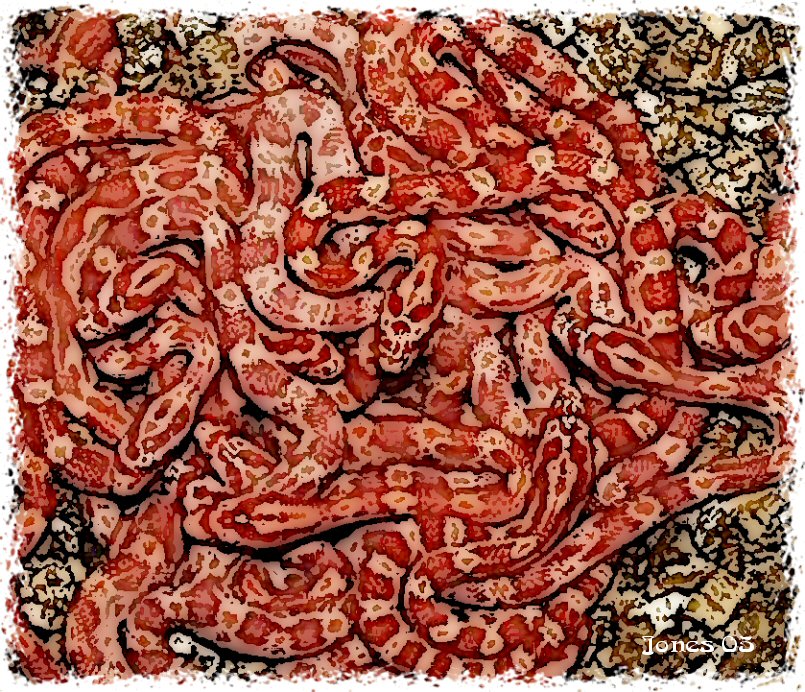 Amelanistic corns Illustrated