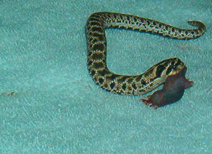 Mexican Male baby dinnertime