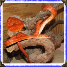 blood red male