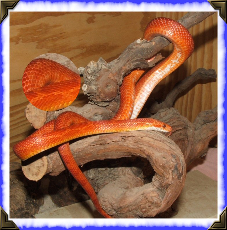 blood red male