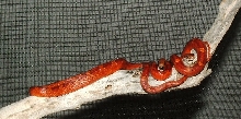 blood red babies primo