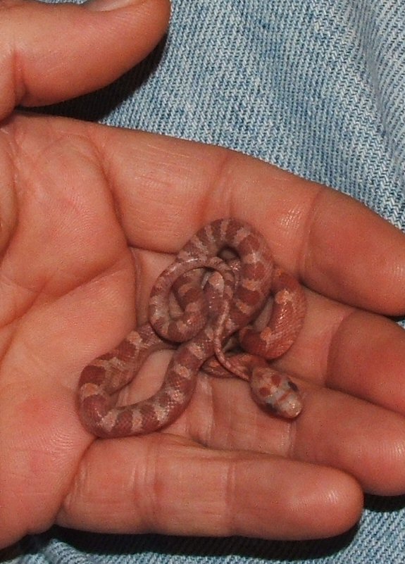 hypo blood red baby