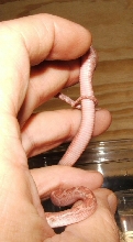 hypo blood red belly