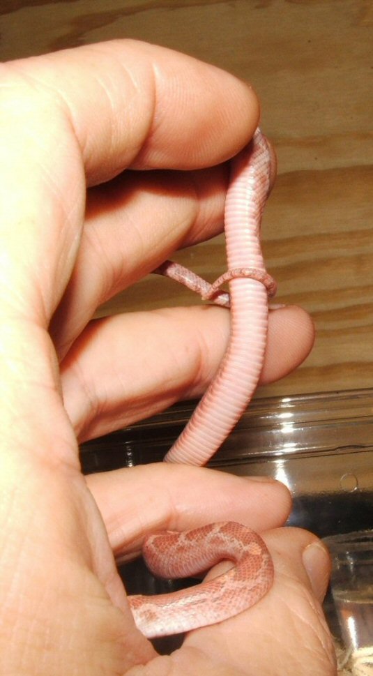 hypo blood red belly