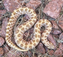 Western hognose male