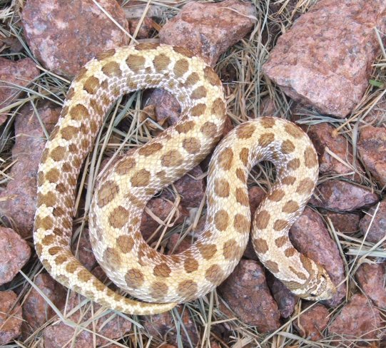 Western hognose male