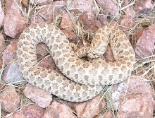 western hognose female