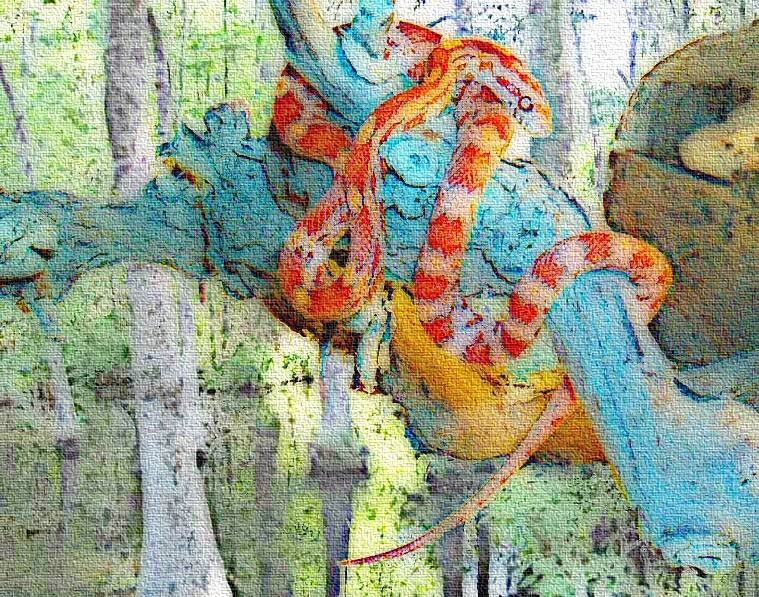 cornsnake