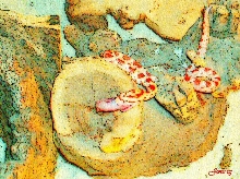CornArt X
