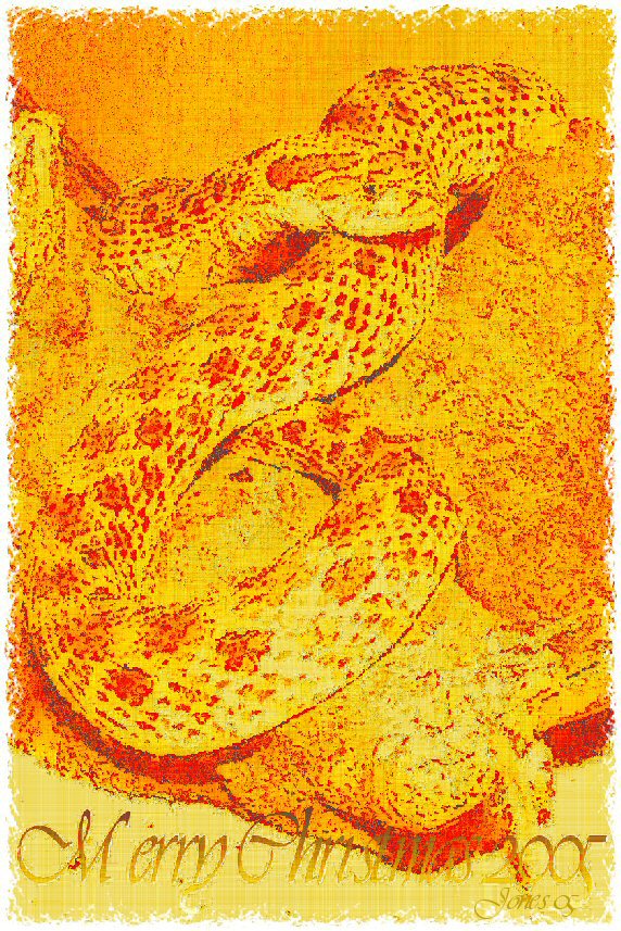 Hognose Xmas
