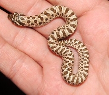 light NM hoggie