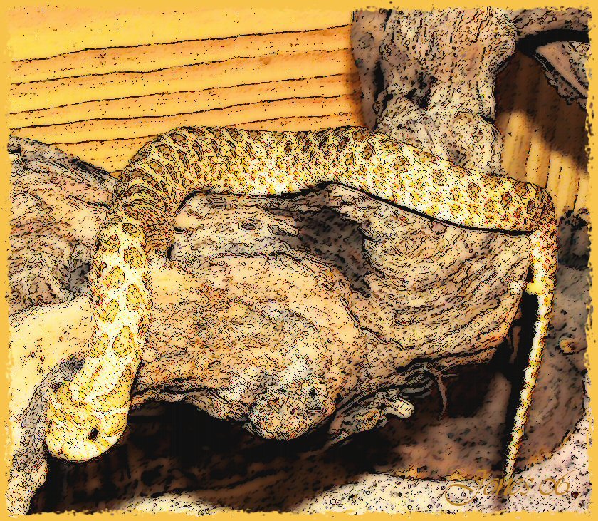 light male western hognose