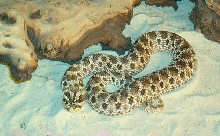 Mexican Hognose Female Adult