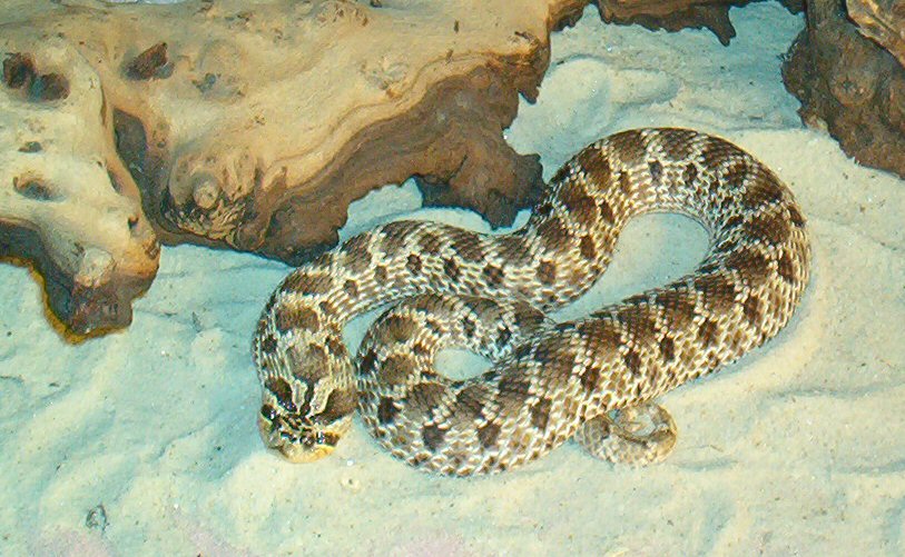 Mexican Hognose Female Adult