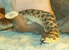 original hog photo