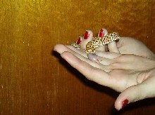 hognose eating