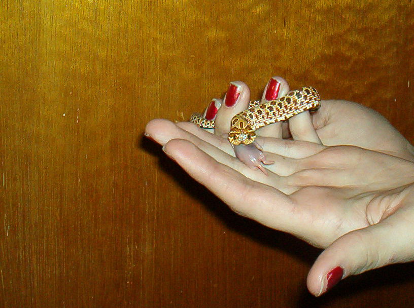 hognose eating