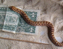 multi color western hognose male