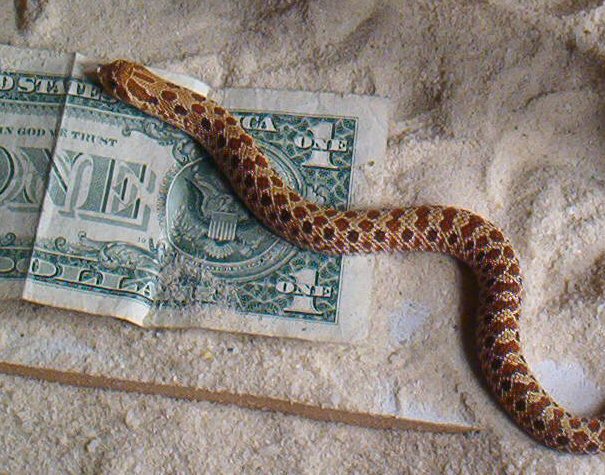 multi color western hognose male