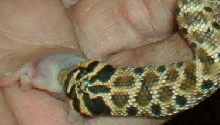 pretty hognose eating