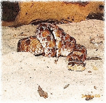 Hognose Female HogArt