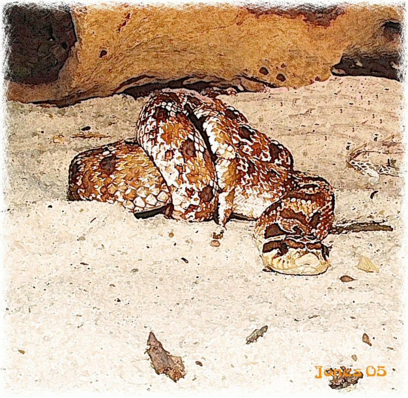 Hognose Female HogArt