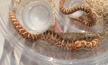 hognose baby