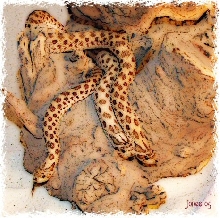 NMhognosefemales