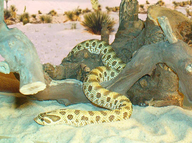 hognose original