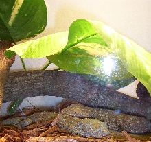 tokay geckos