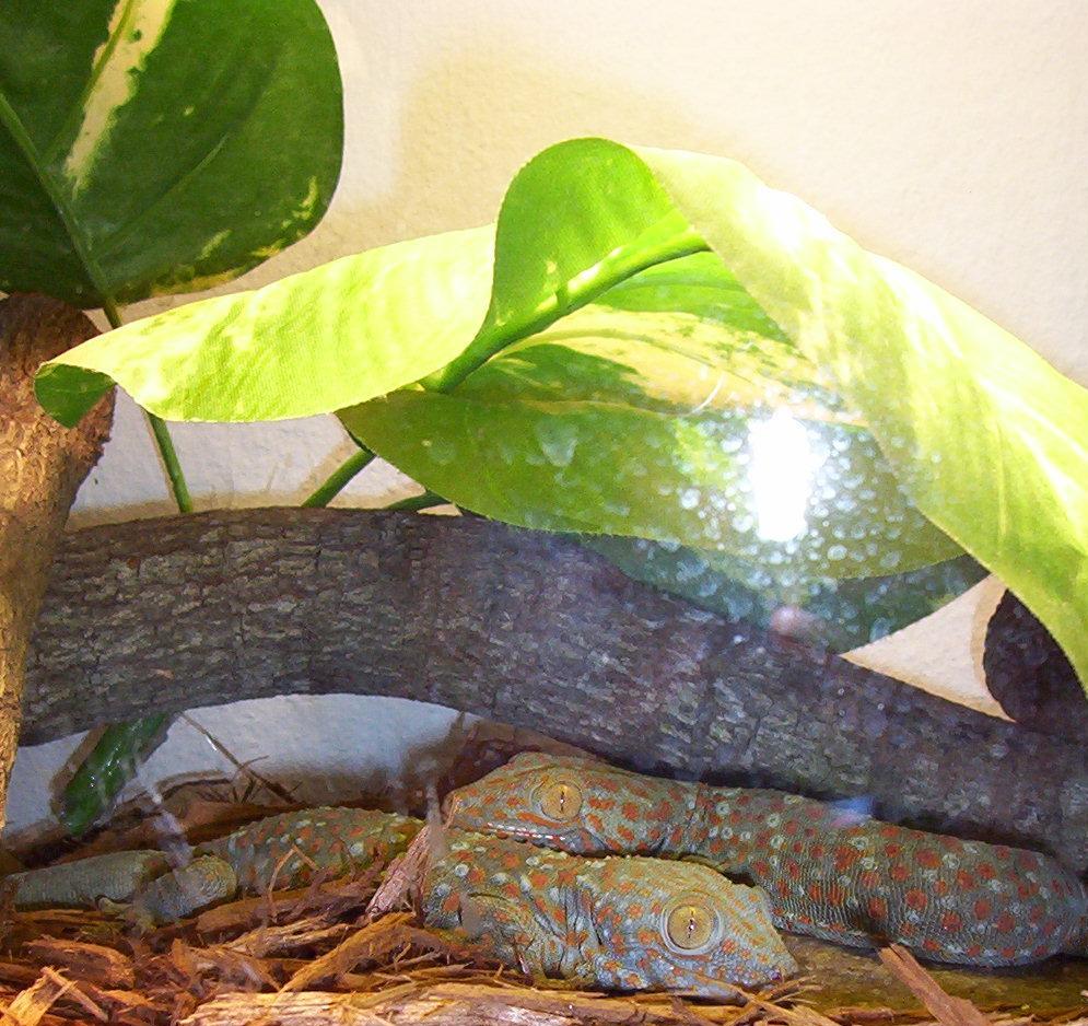 tokay geckos