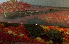 my turtles