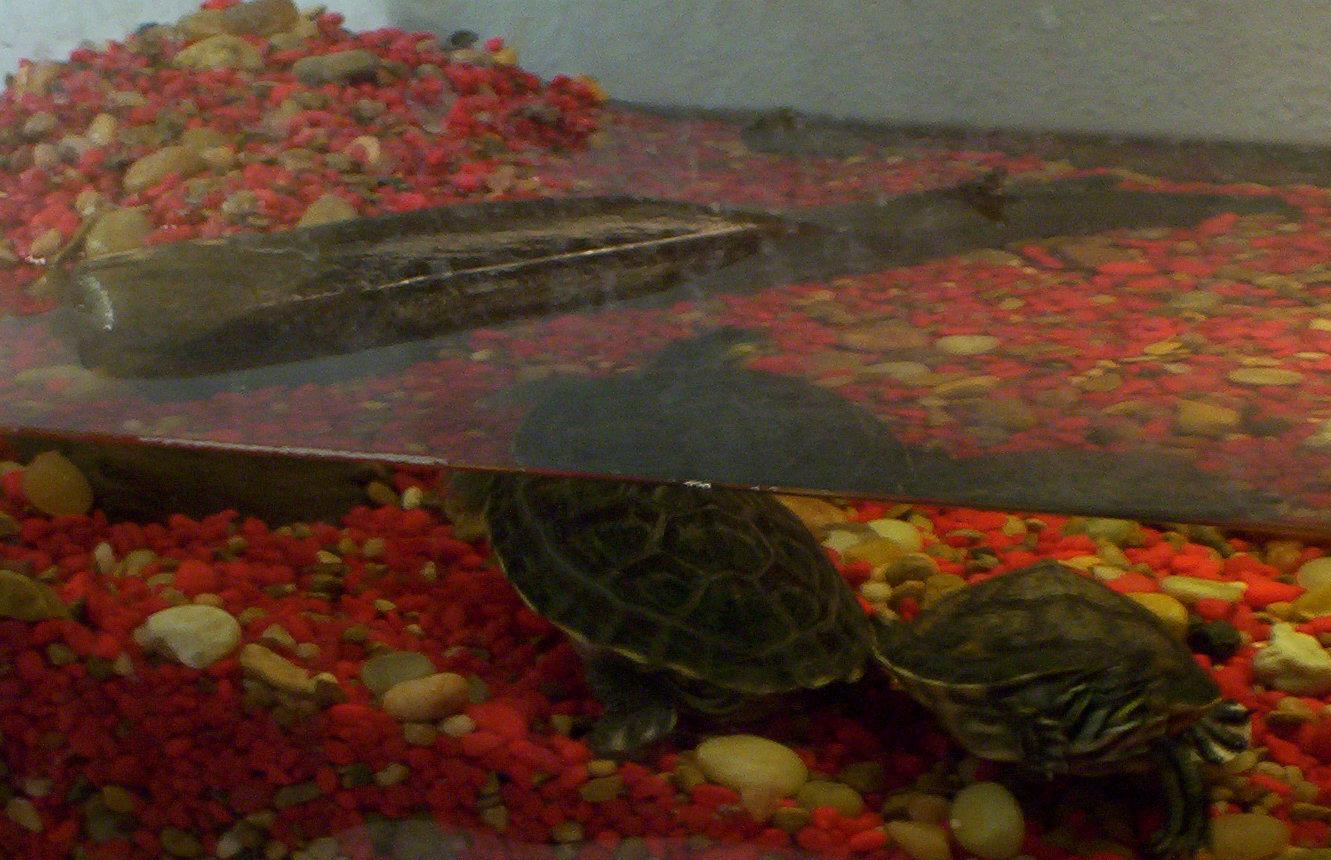 my turtles