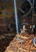 Austrailan Velvet Geckos