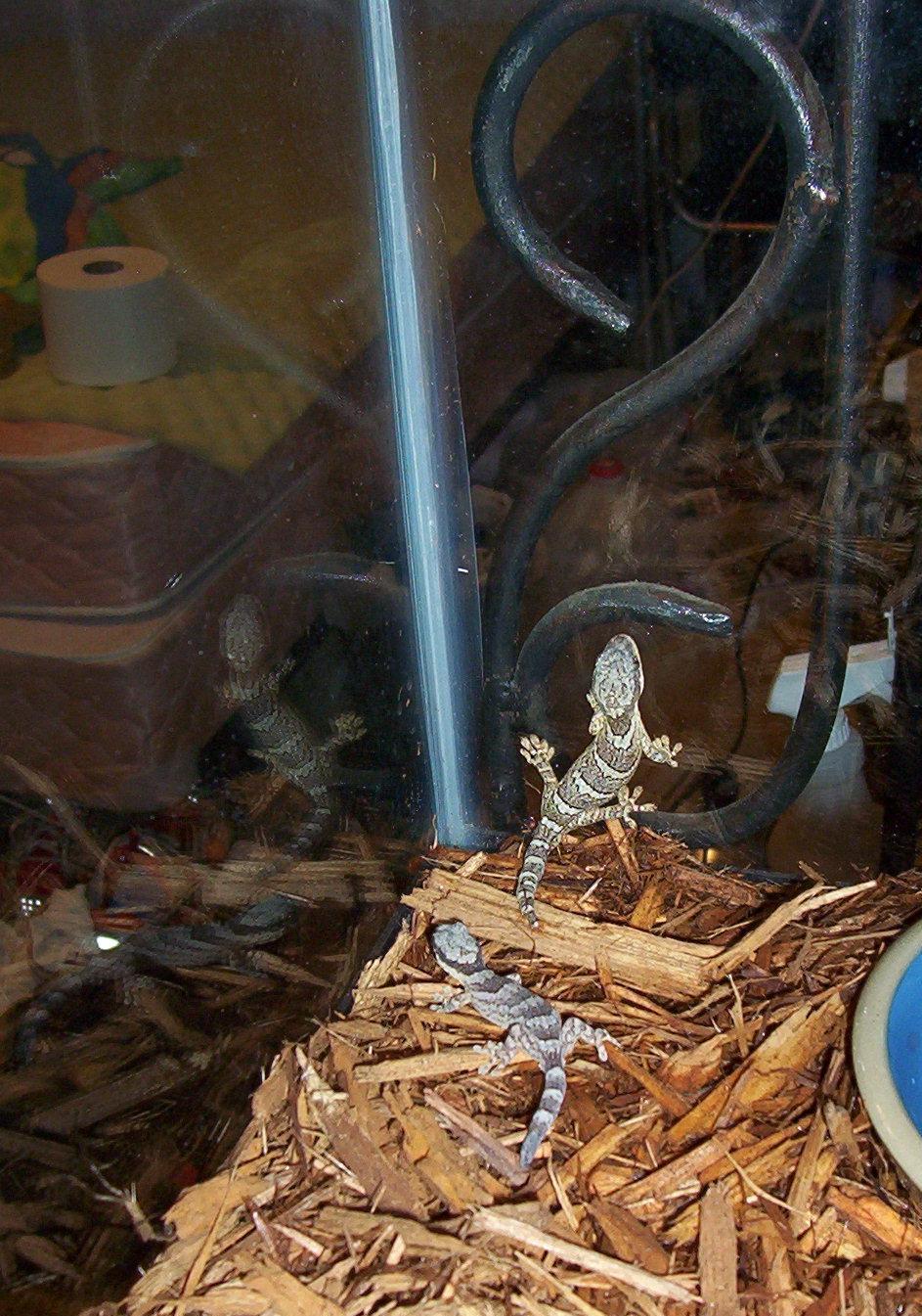 Austrailan Velvet Geckos