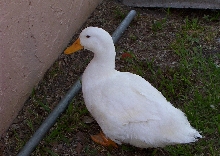 peking duck