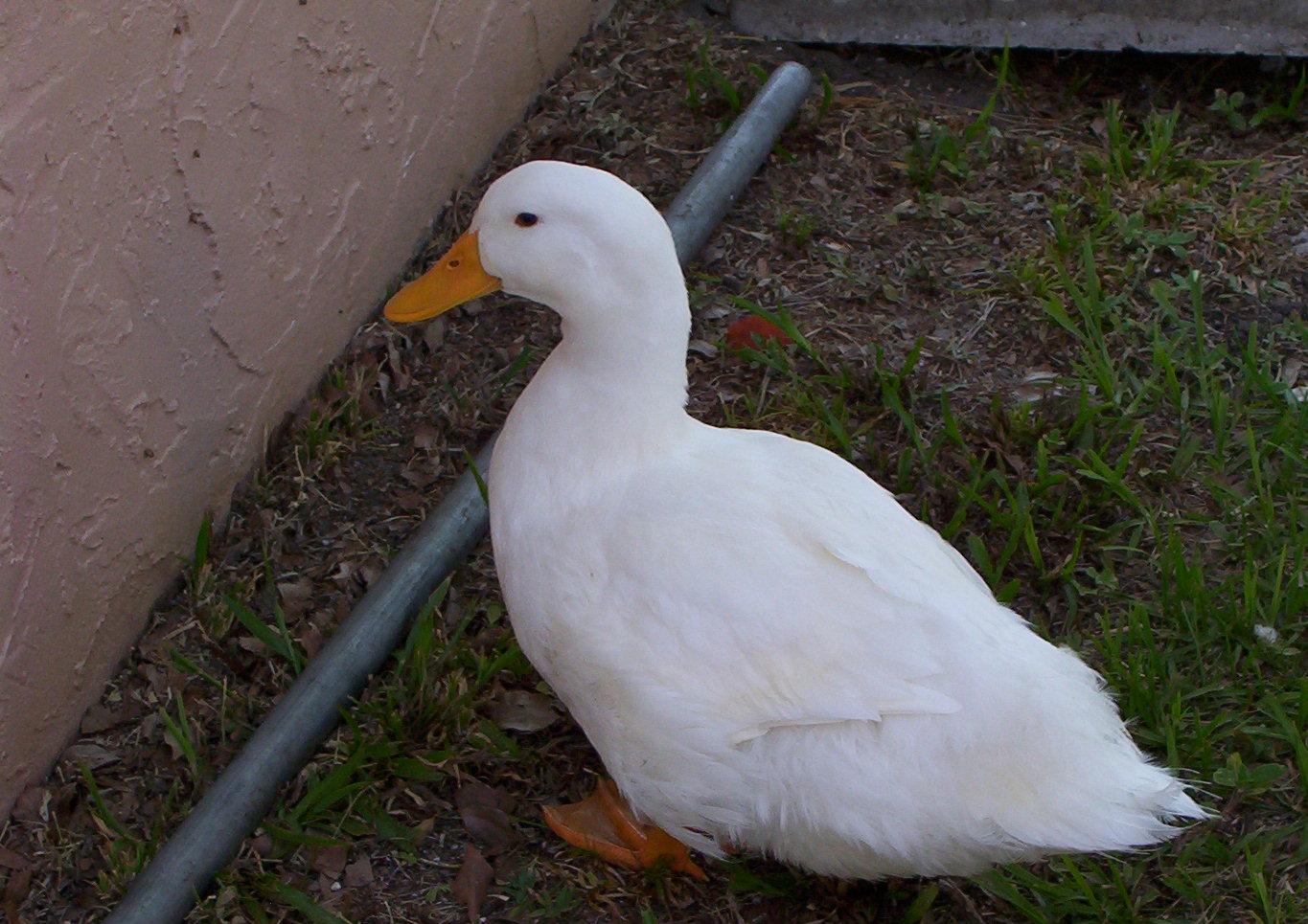 peking duck