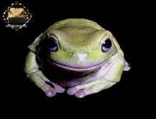Dopey the Dumpy Tree Frog