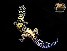 Double Het Albino Patternless Male 4 Sale!