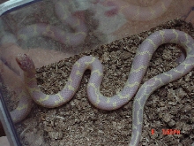 my desert albino~(In korea~)